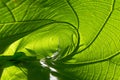 Closeup nature green leaf roll up texture for abstract background Royalty Free Stock Photo