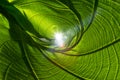 Closeup nature green leaf roll up texture for abstract background Royalty Free Stock Photo