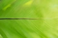 Closeup nature green leaf texture for abstract background