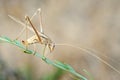 Closeup of the nature of Israel Royalty Free Stock Photo