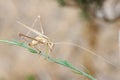 Grasshopper rhaphidophoridae Royalty Free Stock Photo