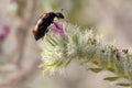 Meloidae beetle in Israel Royalty Free Stock Photo