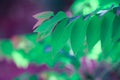 Closeup of nature leaves green,Creative purple tone colour of fresh green,Use as background and wallpapers