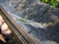 Closeup of nature phasmids stick insect on a wooden trunk with sunlights on