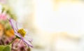 Closeup of nature pink and white Cosmos flower on blurred background under sunlight with bokeh and copy space using as background Royalty Free Stock Photo