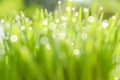 Closeup nature view and abstract Bokeh of green leaf on blurred green background