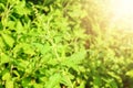 Closeup nature view of basil green leaf in garden at summer under sunlight. Natural green plants landscape using as a background o Royalty Free Stock Photo