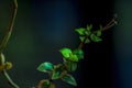 Closeup of nature view of dark green leaves on a dark background.