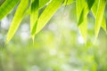 Closeup nature view of green bamboo leaf on blurred greenery background Royalty Free Stock Photo