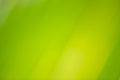 Closeup nature view of green coconut leaf