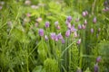 Closeup nature view of green grass and purple flowers of of decorative chives bow