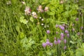 Closeup nature view of green grass and purple flowers of of decorative chives bow