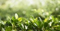 Closeup nature view of green leaf in the beams of sunlight. Natural green plants landscape, ecology, fresh wallpaper concept