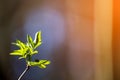 Closeup nature view green leaf on blurred background