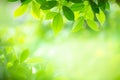 Closeup nature view of green leaf on blurred background in selective focus