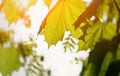 Closeup nature view of green leaf on blurred greenery background in garden with copy space for text. Natural green Royalty Free Stock Photo