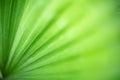 Closeup nature view of green leaf and blurred greenery background in garden with copy space for text using as background natural Royalty Free Stock Photo