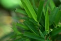 Closeup nature view of green leaf on blurred greenery background in garden with copy space for text using as background natural Royalty Free Stock Photo