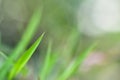 Closeup nature view of green leaf on blurred greenery background in garden with copy space for text using as background natural gr Royalty Free Stock Photo
