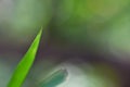 Closeup nature view of green leaf on blurred greenery background in garden with copy space for text using as background natural gr Royalty Free Stock Photo