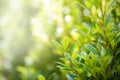 Closeup nature view of green leaf on blurred greenery background in garden with copy space for text using as summer background Royalty Free Stock Photo