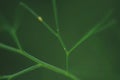 Closeup nature view of green leaf on blurred greenery background in garden with copy space for text Royalty Free Stock Photo