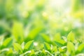 Closeup nature view of green leaf on blurred greenery background in garden with copy space using as background