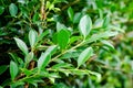 Closeup nature view of green leaf on blurred greenery background in garden with copy space using as background natural green plan Royalty Free Stock Photo