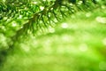 Closeup nature view of green leaf on blurred greenery background Royalty Free Stock Photo