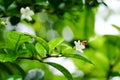 Closeup nature view of green leaf on blurred greenery background in garden with copy space using as background natural green plan Royalty Free Stock Photo