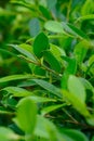 Closeup nature view of green leaf on blurred greenery background in garden with copy space using as background natural green plan Royalty Free Stock Photo