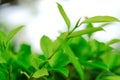 Closeup nature view of green leaf on blurred greenery background in garden with copy space using as background natural green plan Royalty Free Stock Photo