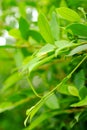 Closeup nature view of green leaf on blurred greenery background in garden with copy space using as background natural green plant Royalty Free Stock Photo