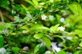 Closeup nature view of green leaf on blurred greenery background in garden with copy space using as background natural green plant Royalty Free Stock Photo