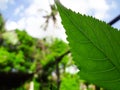 Closeup nature view of green leaf on blurred greenery background in garden with copy space using as background natural green Royalty Free Stock Photo