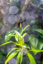 Closeup nature view of green leaf and flower in garden Royalty Free Stock Photo