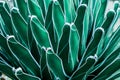 Tropical leaves, abstract green leaves texture, nature backgroundCloseup nature view of agave cactus leaf in garden, Royalty Free Stock Photo