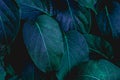 Closeup tropical green leaf background in the garden