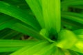 Closeup nature view of green leaf in garden, Natural green plants landscape using as a background or wallpaper. Royalty Free Stock Photo