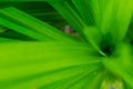 Closeup nature view of green leaf in garden, Natural green plants landscape using as a background or wallpaper. Royalty Free Stock Photo