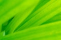 Closeup nature view of green leaf in garden, Natural green plants landscape using as a background or wallpaper. Royalty Free Stock Photo