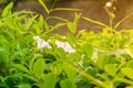 Closeup nature view of green leaf in garden at summer under sunlight. Natural green plants landscape using as a background or Royalty Free Stock Photo