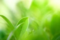 Closeup nature view of green leaf in garden at summer under sunlight. Natural green plants landscape using as a background or Royalty Free Stock Photo