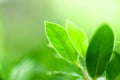 Closeup nature view of green leaf in garden at summer under sunlight. Natural green plants landscape using as a background or Royalty Free Stock Photo