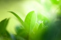 Closeup nature view of green leaf in garden at summer under sunlight. Natural green plants landscape using as a background or Royalty Free Stock Photo