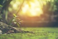 Closeup nature view of green leaf in garden at summer under sunlight. Natural green plants landscape using as a background or Royalty Free Stock Photo