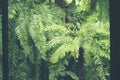 Closeup nature view of green leaf in garden at summer under sunlight. Natural green plants landscape using as a background or Royalty Free Stock Photo