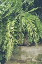 Closeup nature view of green leaf in garden at summer under sunlight. Natural green plants landscape using as a background or Royalty Free Stock Photo