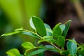 Closeup nature view of green leaf in garden at summer under sunlight. Natural green plants landscape using as a background or wall Royalty Free Stock Photo