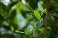 Closeup nature view of green leaf in garden at summer under sunlight. Natural green plants landscape using as a background or wall Royalty Free Stock Photo